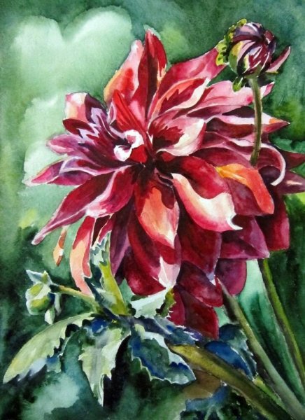 Георгины акварелистов