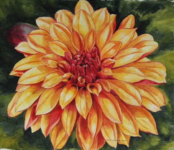 Георгин Шарон акварель