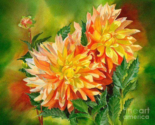 Георгины акварелистов