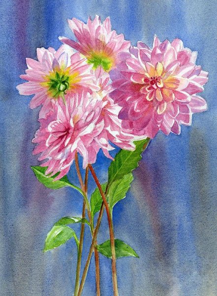 Георгины акварелистов