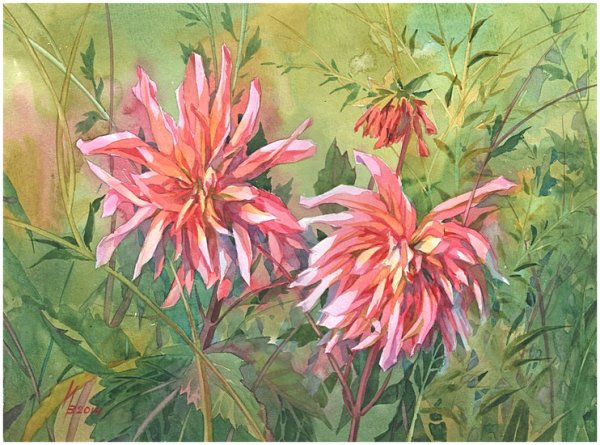 Георгины куст акварель