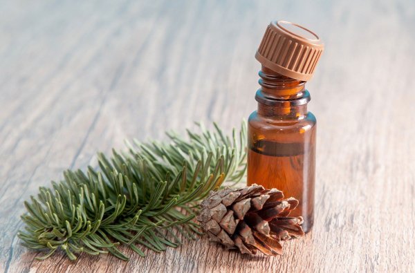 Пихта и пихтовое масло