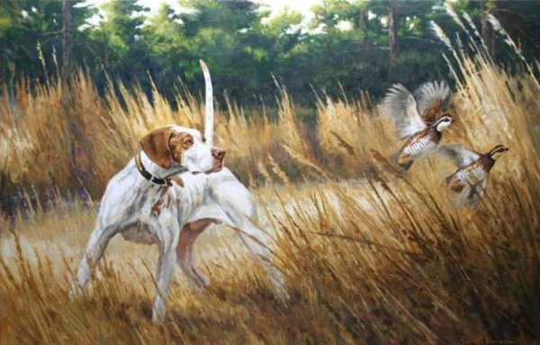 Английский Пойнтер псовая охота