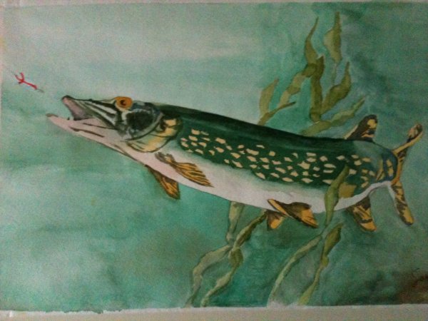 Щука живопись