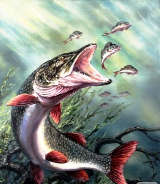 Щука атакует