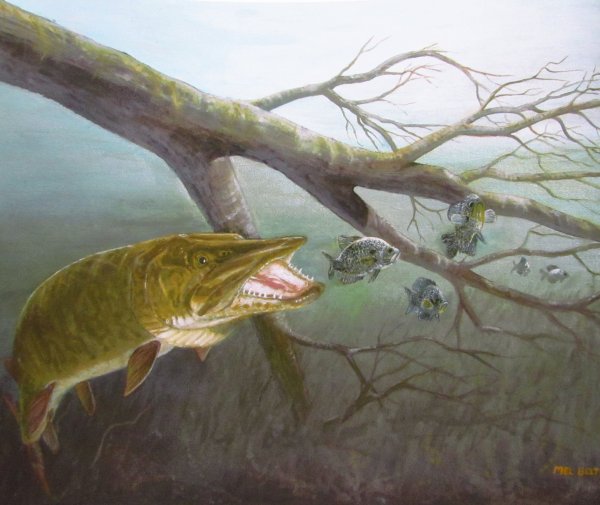 Шаройкин картины щука