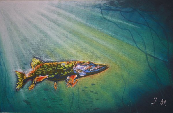 Щука красками