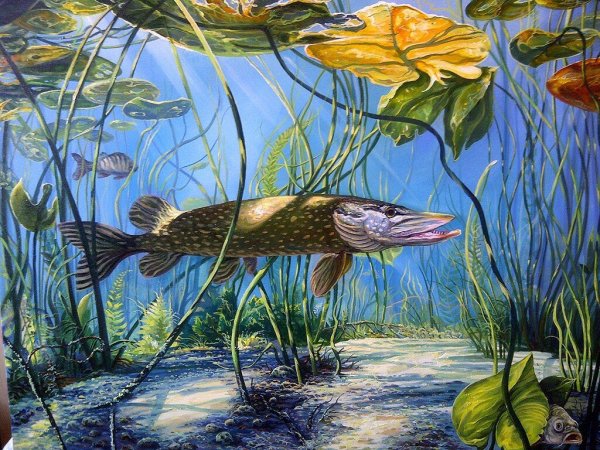 Щука в водоеме