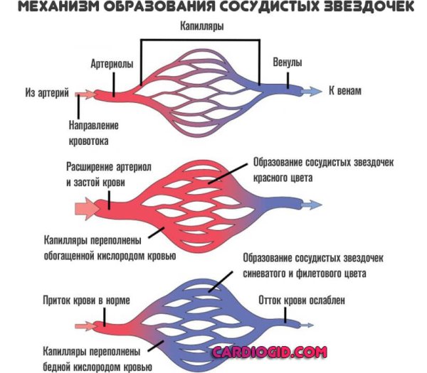 Народные средства от морщин