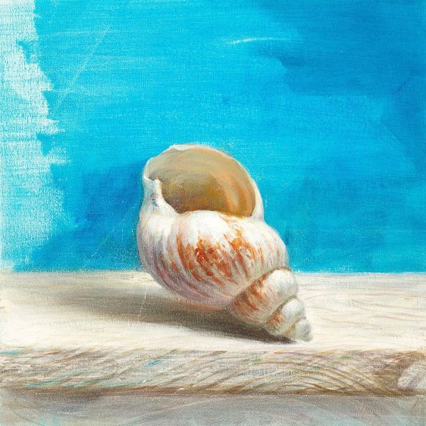Рисование морских раковин