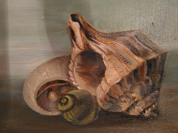 Ракушки в живописи