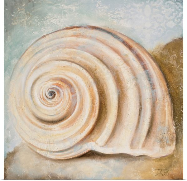 Морские раковины в живописи