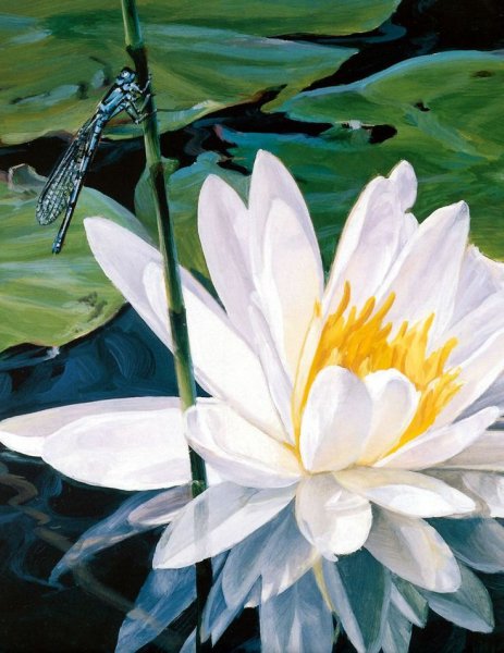 Кувшинка белая акварель