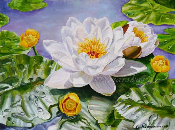 Нимфея Озерная Белоснежка