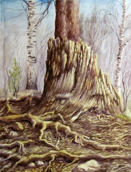 Пенек акварель