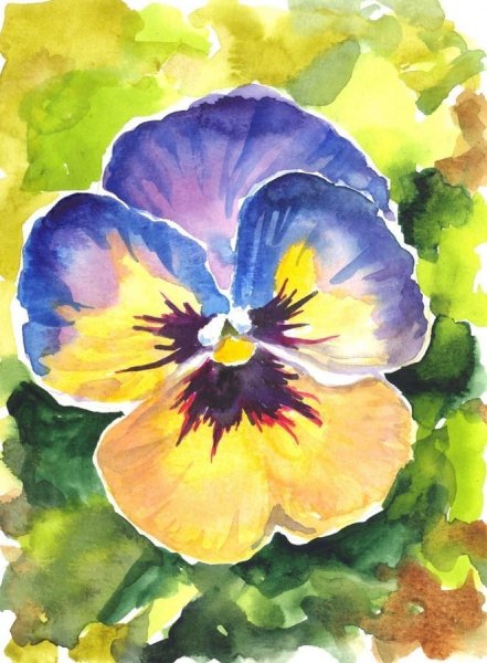 Анютины глазки цветы акварель