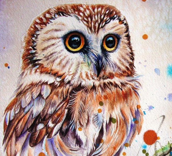 Сова гуашью