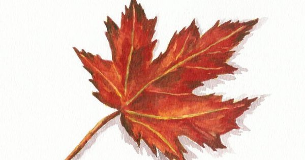 Клиновые листы на ветке акварель