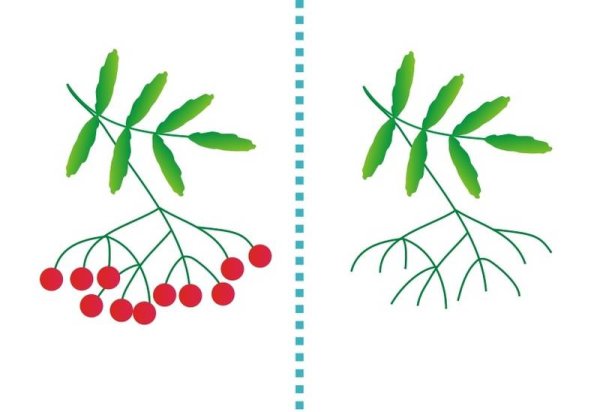 Веточка рябины ватными палочками