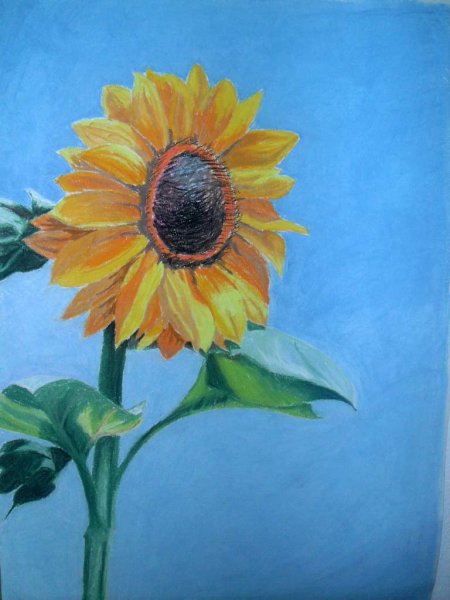 Правополушарное рисование Подсолнухи