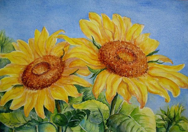 Подсолнухи акварелью мастер класс