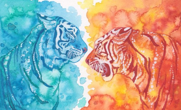 Тигр акварельными карандашами
