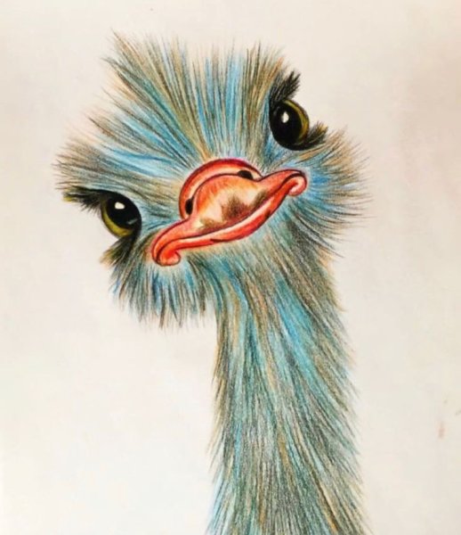 Страус цветными карандашами