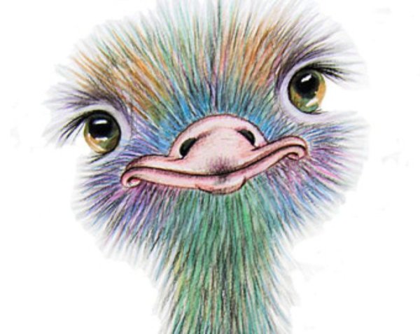 Рисование страуса фломастерами