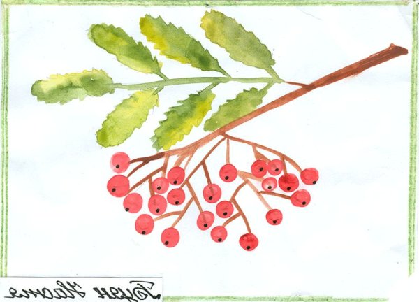 Ветка рябины рисунок