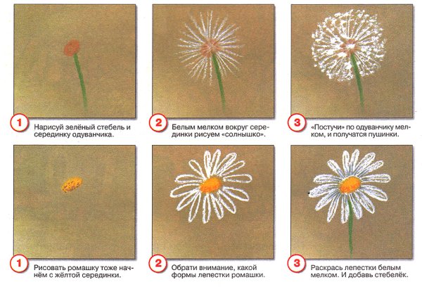 Схема рисования ромашки