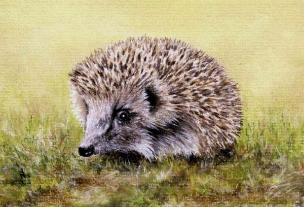 Ежик рисованный