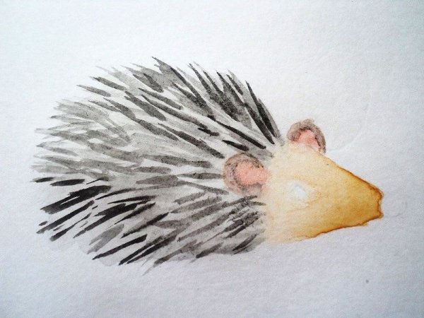 Рисование ежика в старшей группе красками