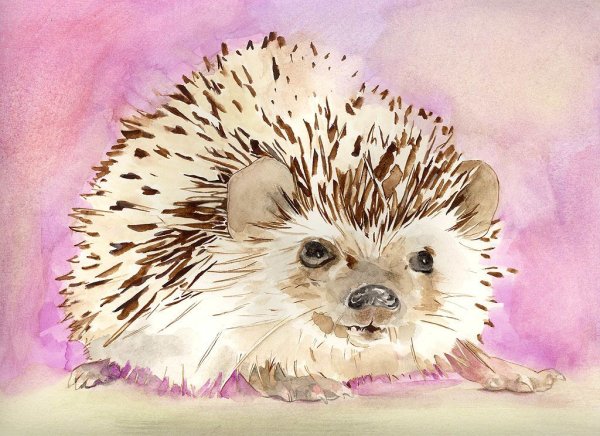 Еж гуашью