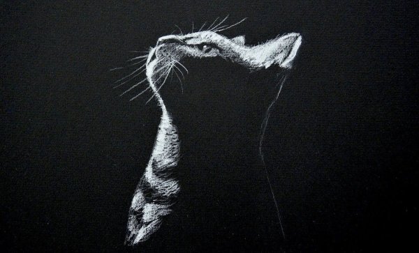 Рисунки белым по черному