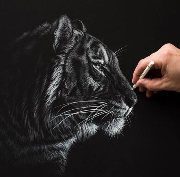 Тигр на черной бумаге