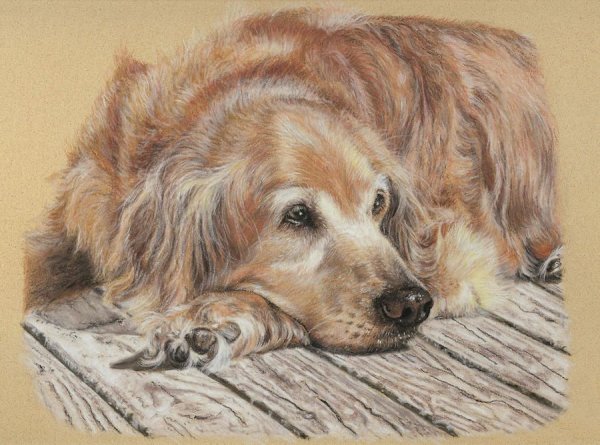 Рисование животных пастелью