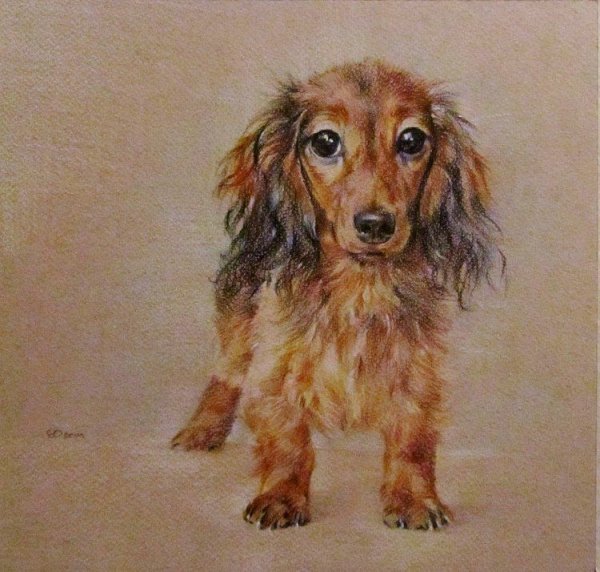 Такса пастелью