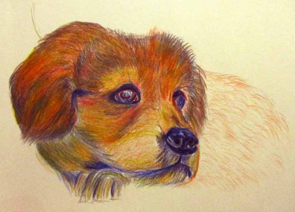 Рисунки животных цветными карандашами