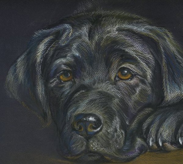 Собака пастелью