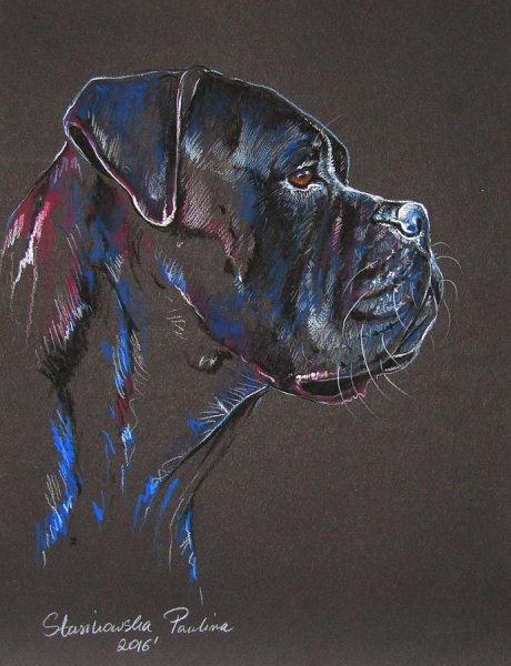 Рисование собаки пастелью