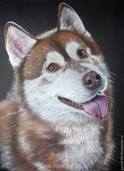 Маламут пастелью