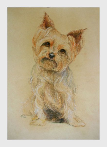 Портрет собаки Йоркширский терьер