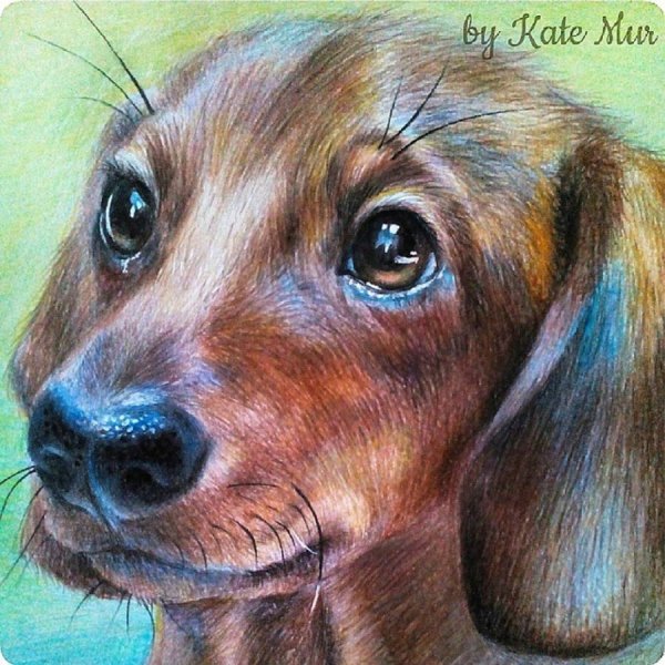 Карандаши цветные "животные"