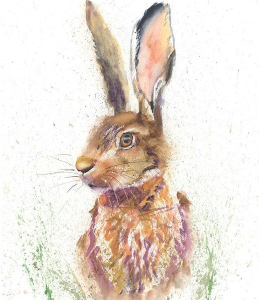 Акварельный заяц