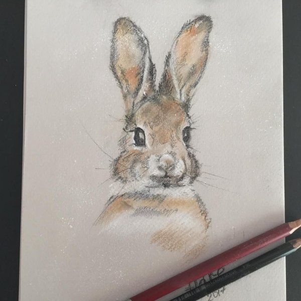 Кролик пастелью сухой