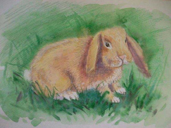 Кролик пастелью для начинающих