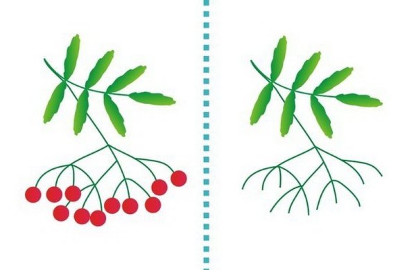 Веточка рябины ватными палочками