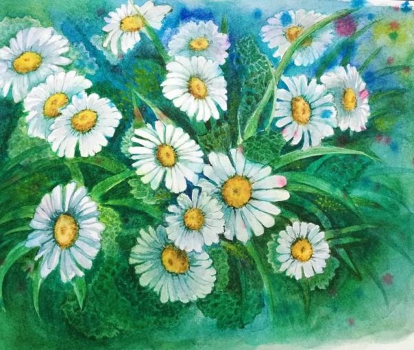 Ромашки рисунок акварелью