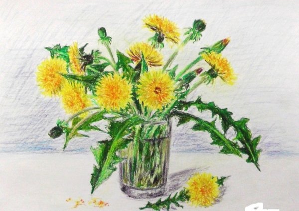 Одуванчик рисунок