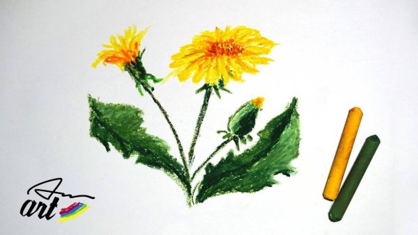 Этюд одуванчика акварель